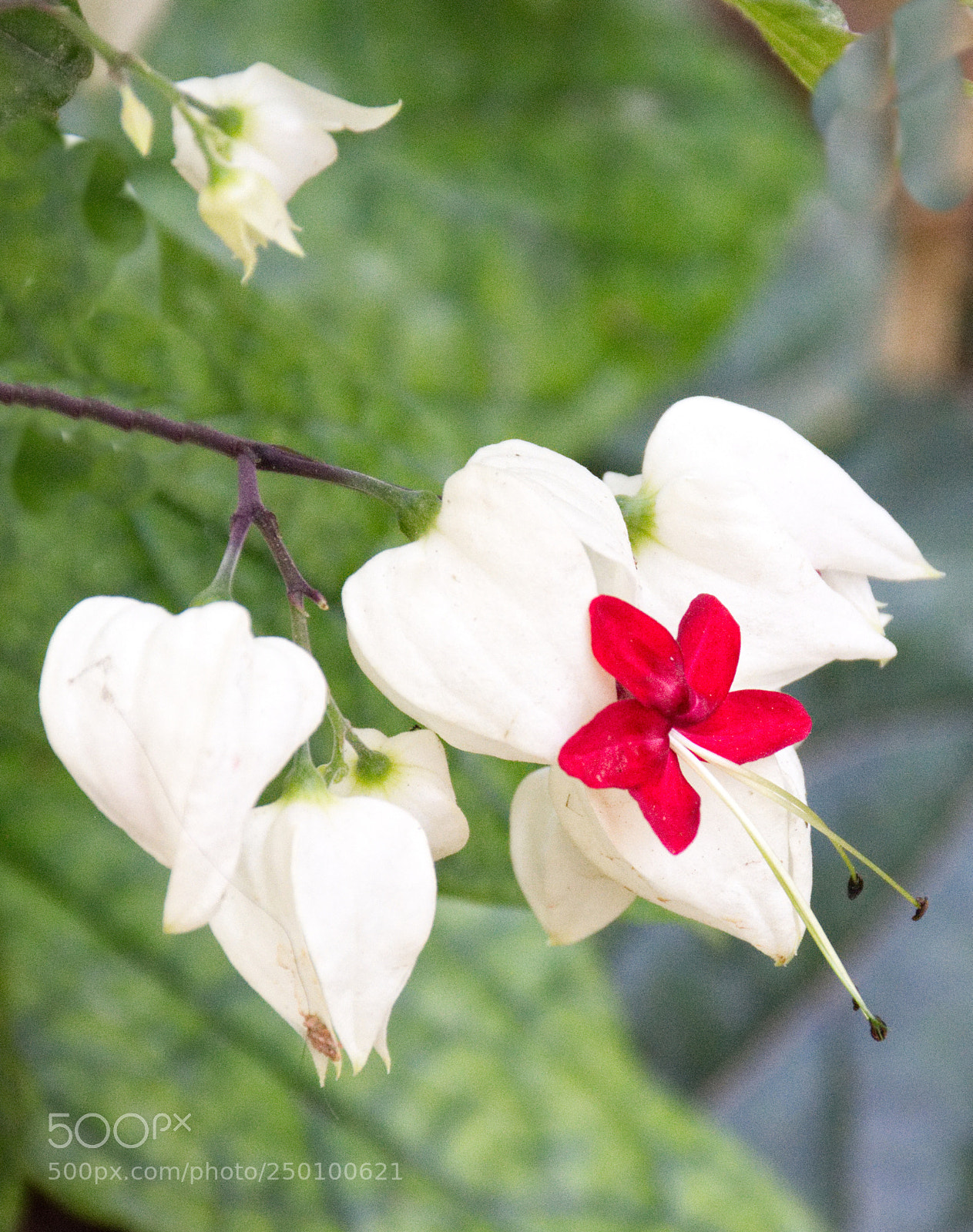 Nikon D7200 sample photo. Queen sirikit botanic garden photography