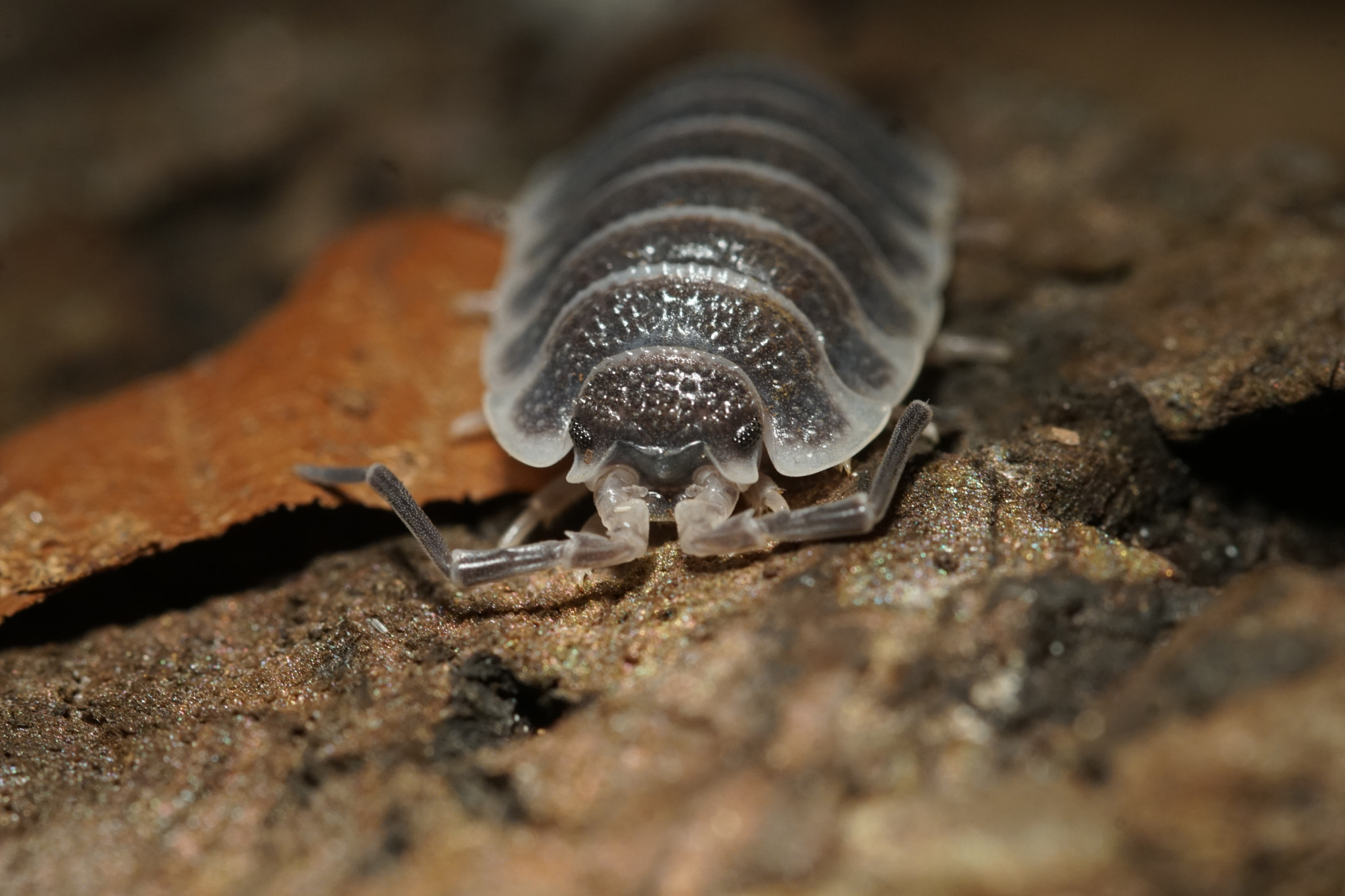 Sigma AF 105mm F2.8 EX [DG] Macro sample photo. Isopod photography