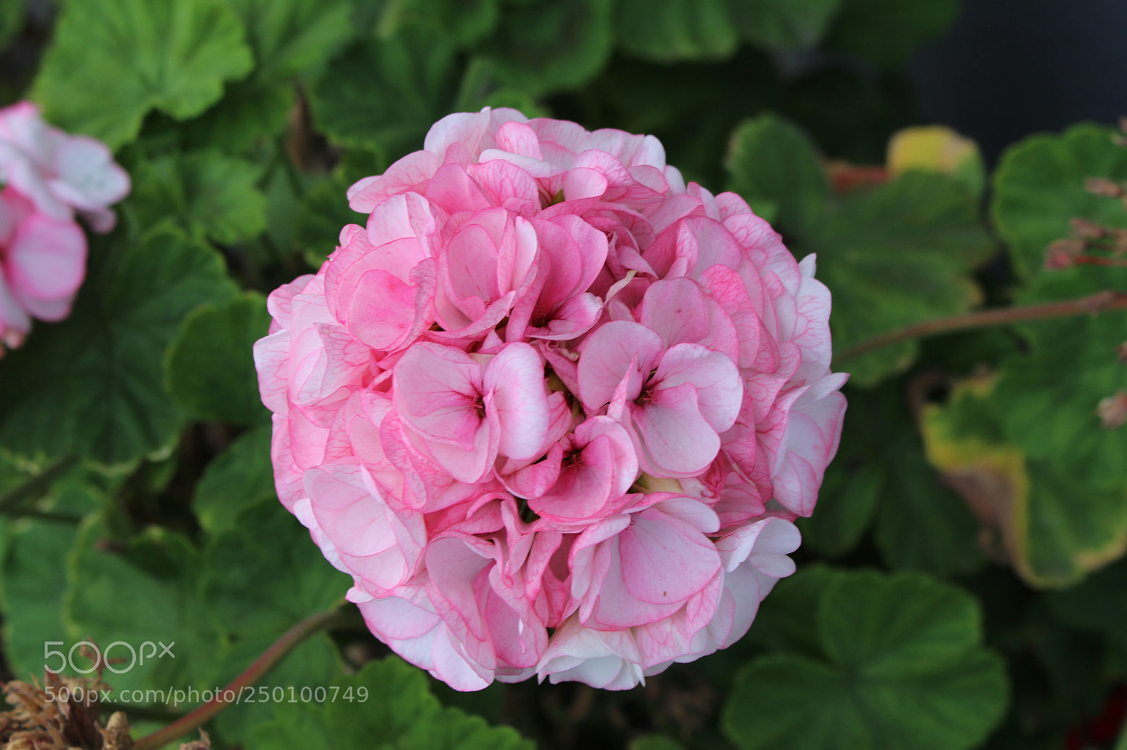 Canon EOS 700D (EOS Rebel T5i / EOS Kiss X7i) sample photo. My gif... photography