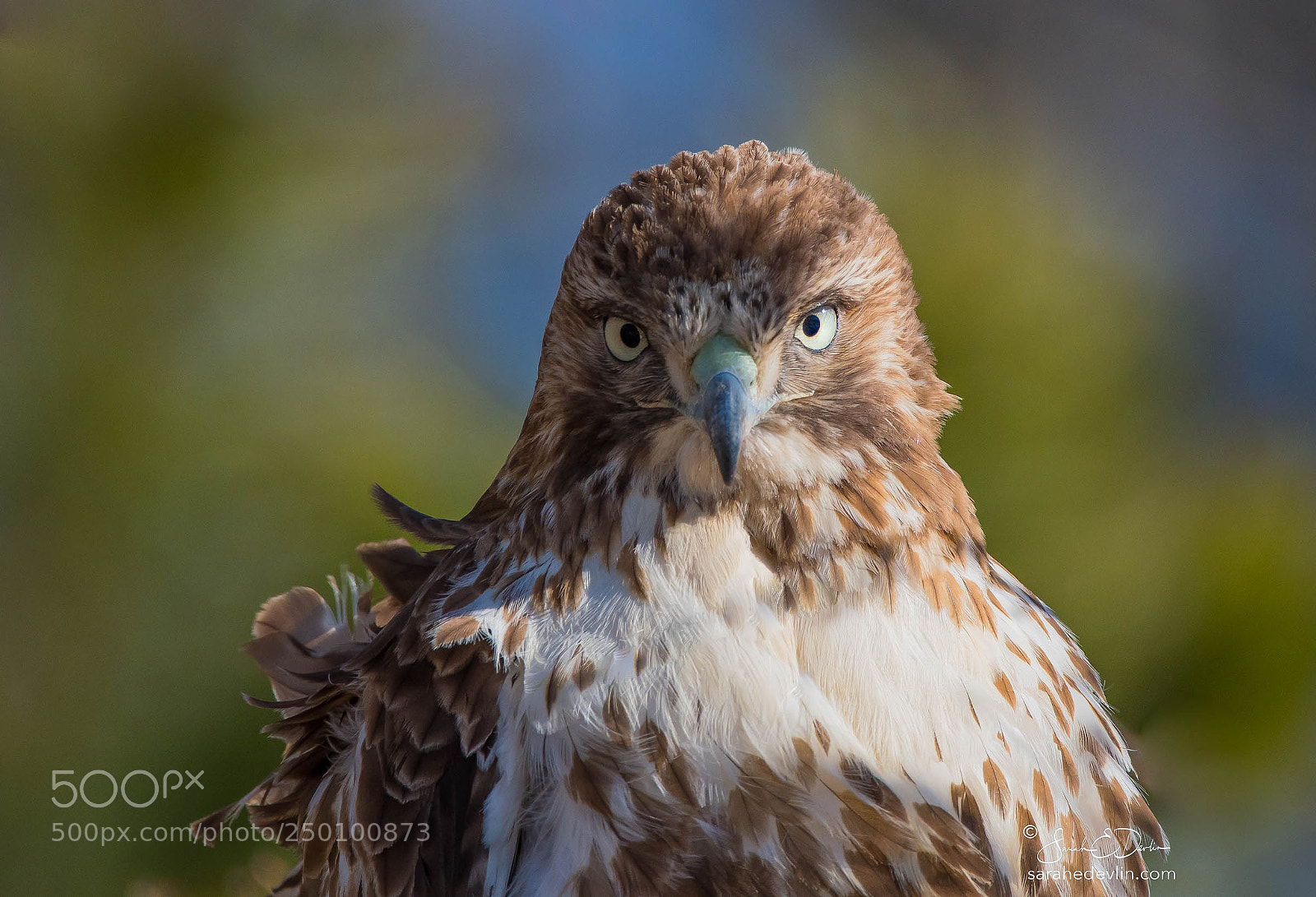 Nikon D500 sample photo. Red-tailed hawk portrait photography