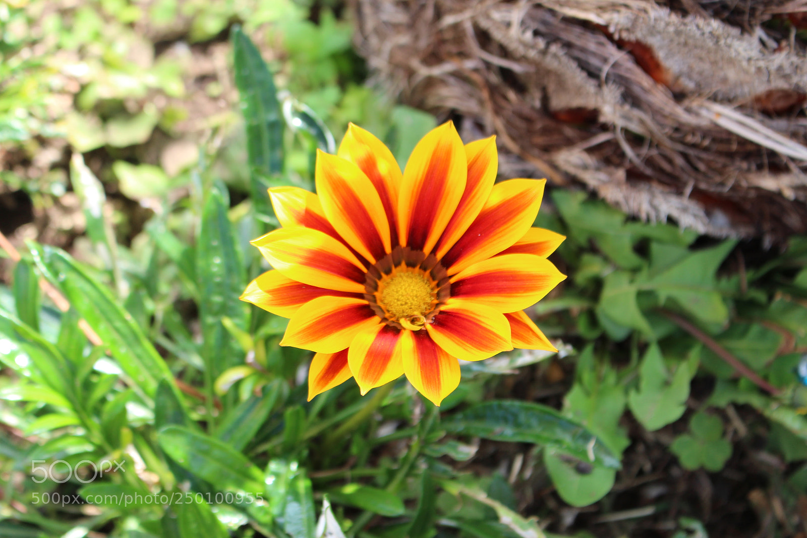 Canon EOS 700D (EOS Rebel T5i / EOS Kiss X7i) sample photo. Rainbow... photography
