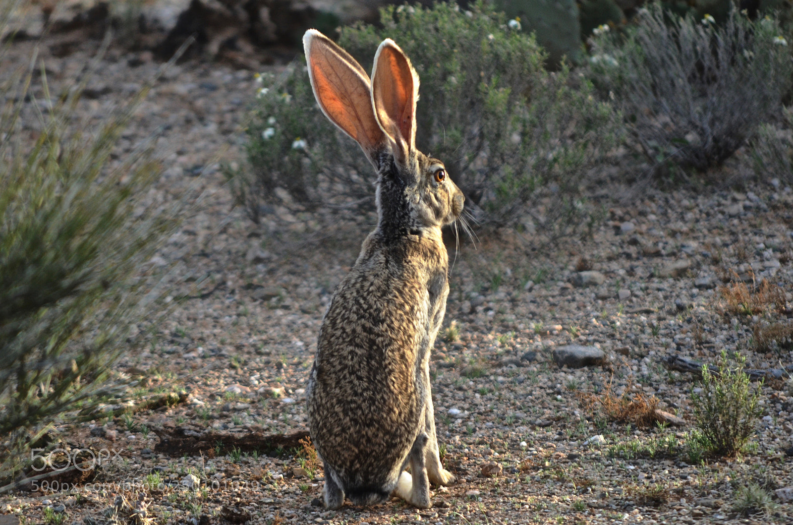 Nikon D7000 sample photo. Arizona jackrabbit photography