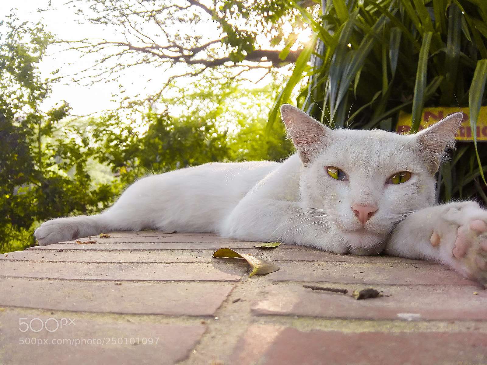Xiaomi Redmi Note 4 sample photo. Cute cat photography