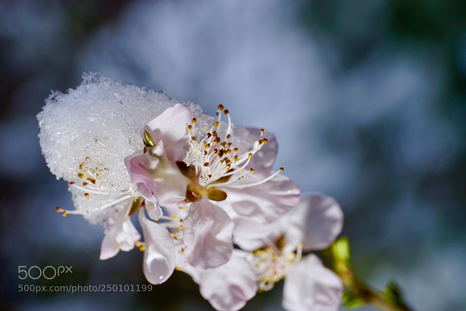 Sony a7 II sample photo. 桃花嵌玉质更洁 photography