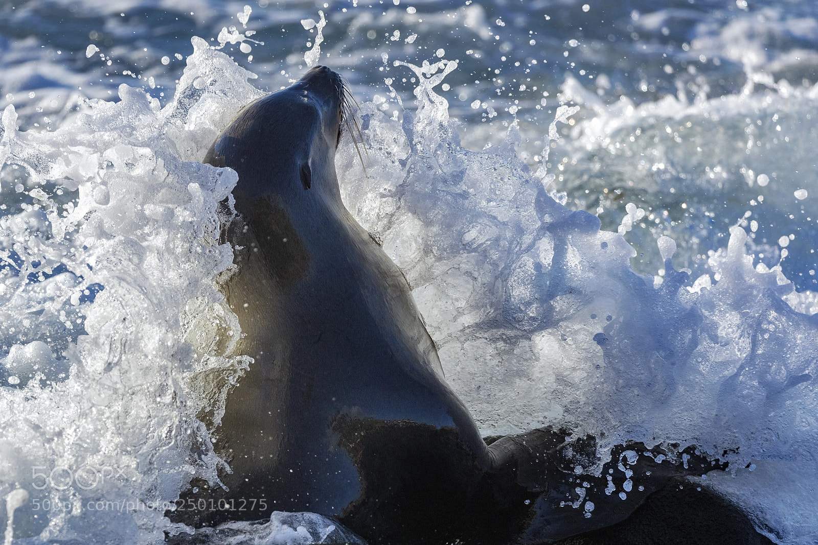 Canon EOS 5DS sample photo. Gentle waves on sea-lion photography