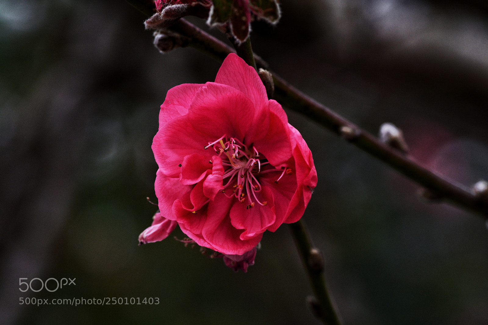 Nikon D7100 sample photo. Untitled photography