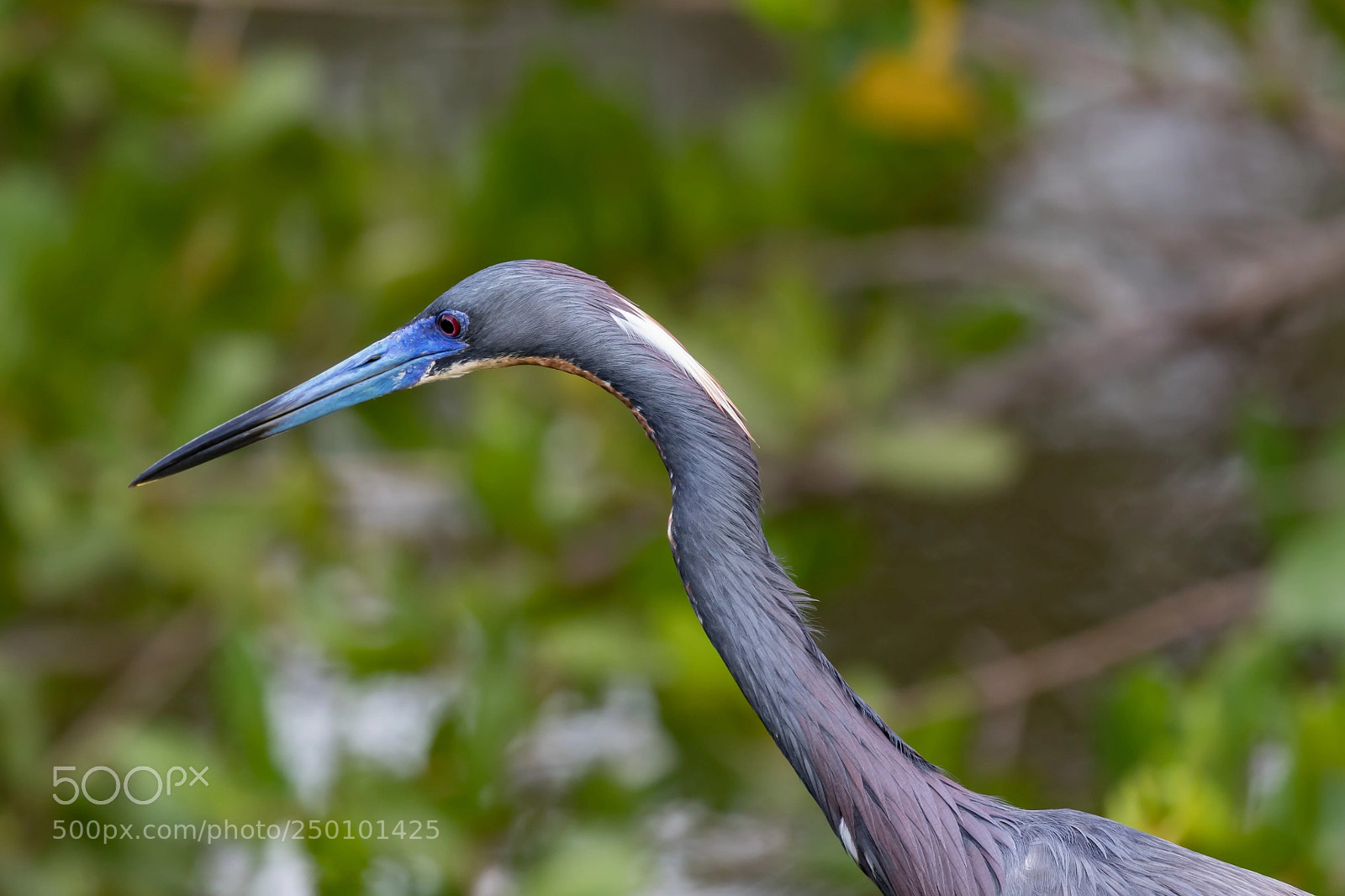 Canon EOS 5D Mark IV sample photo. Heron photography