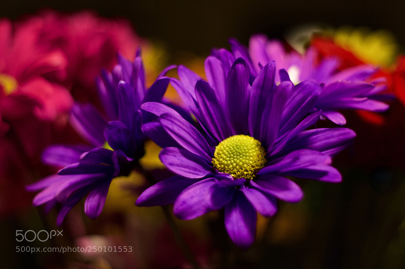 Canon EOS 20D sample photo. Colorful blooms photography