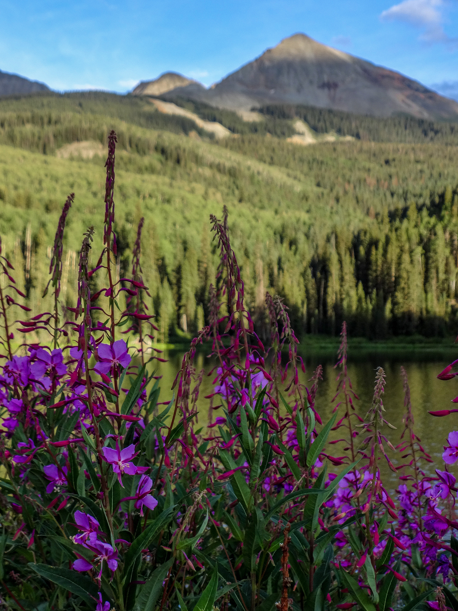 Sony Cyber-shot DSC-WX80 sample photo. Woods lake wildflowers photography