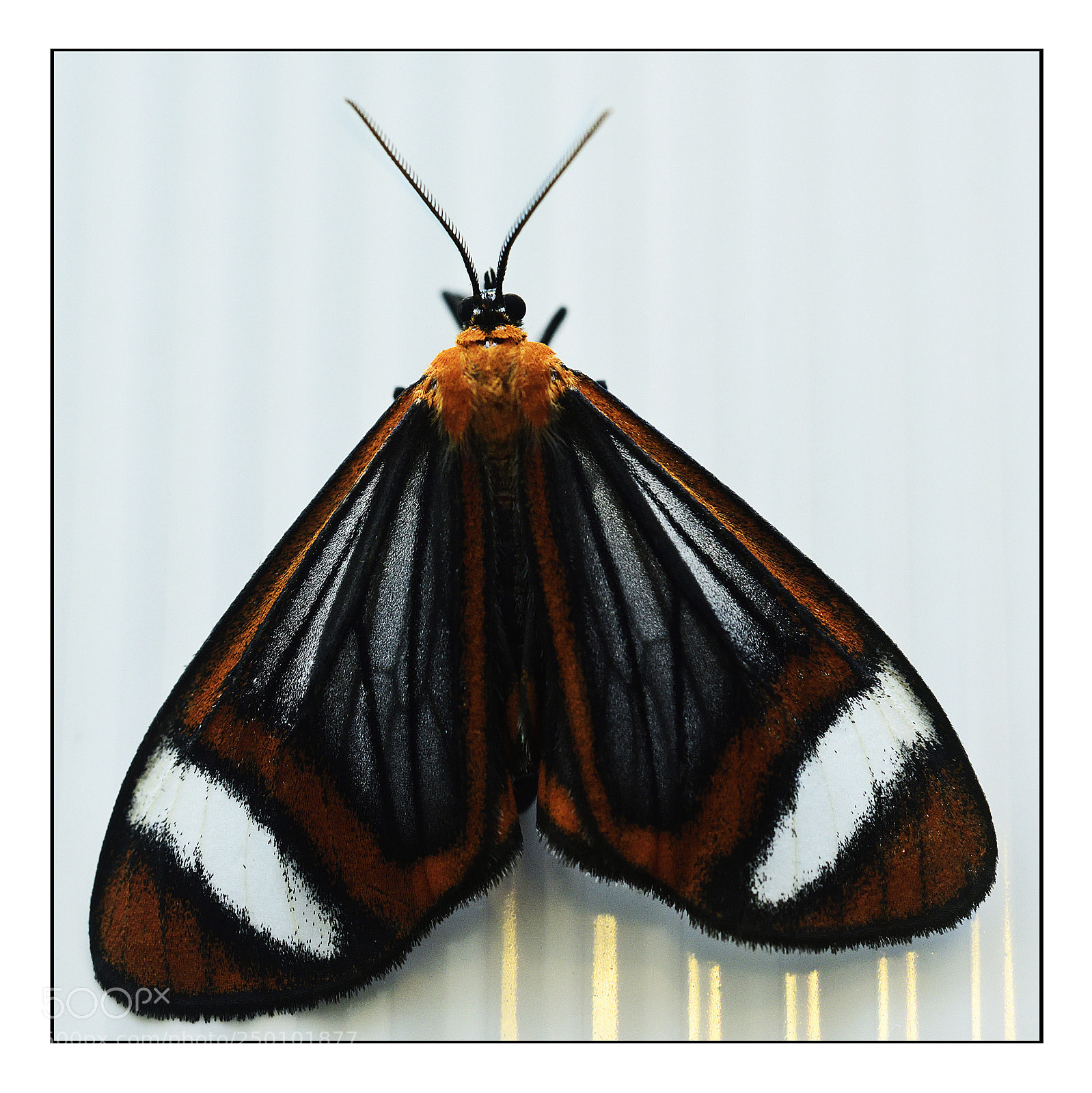 Nikon D810 sample photo. Papillon de nuit photography