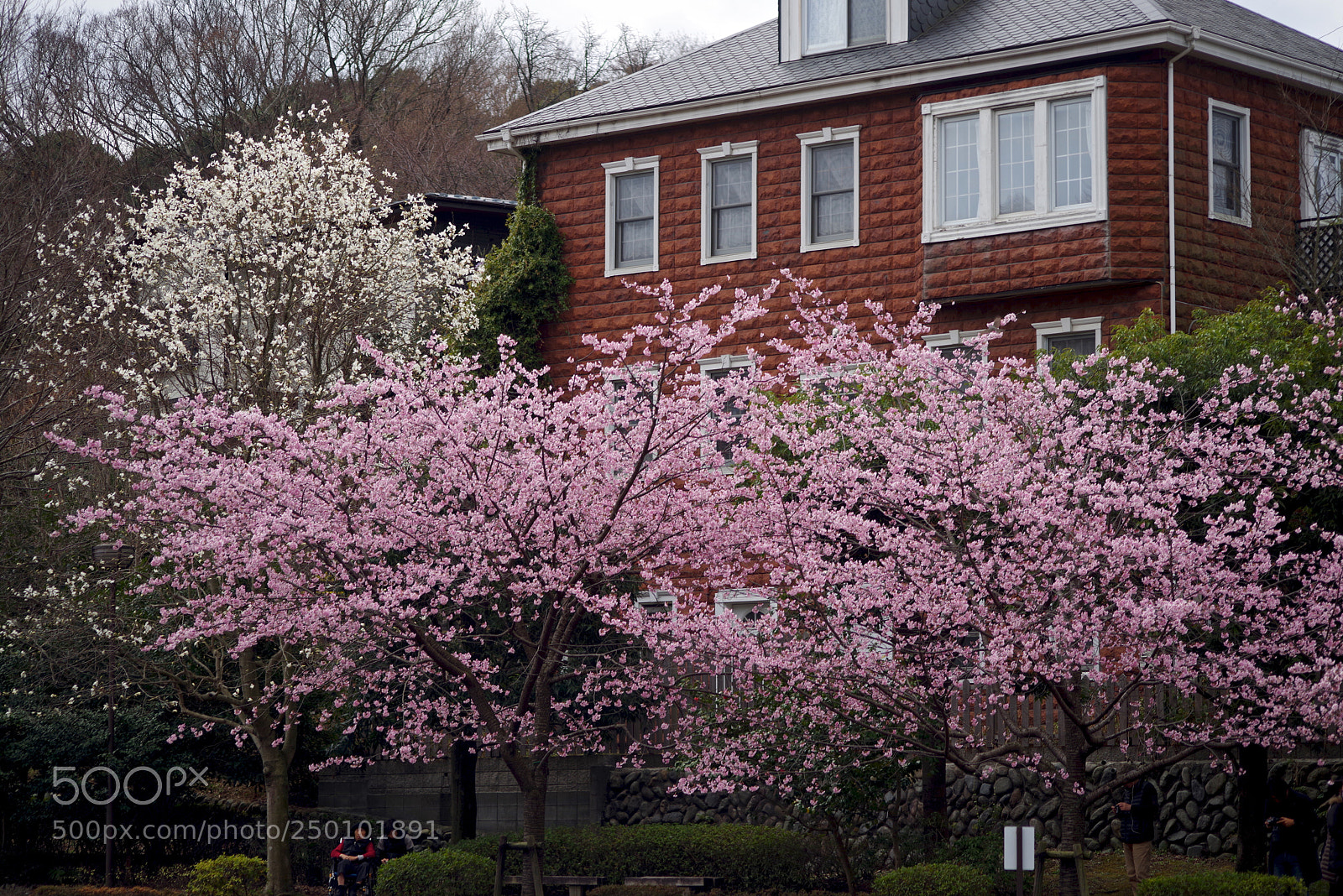 Pentax K-1 sample photo. Sakura housed photography