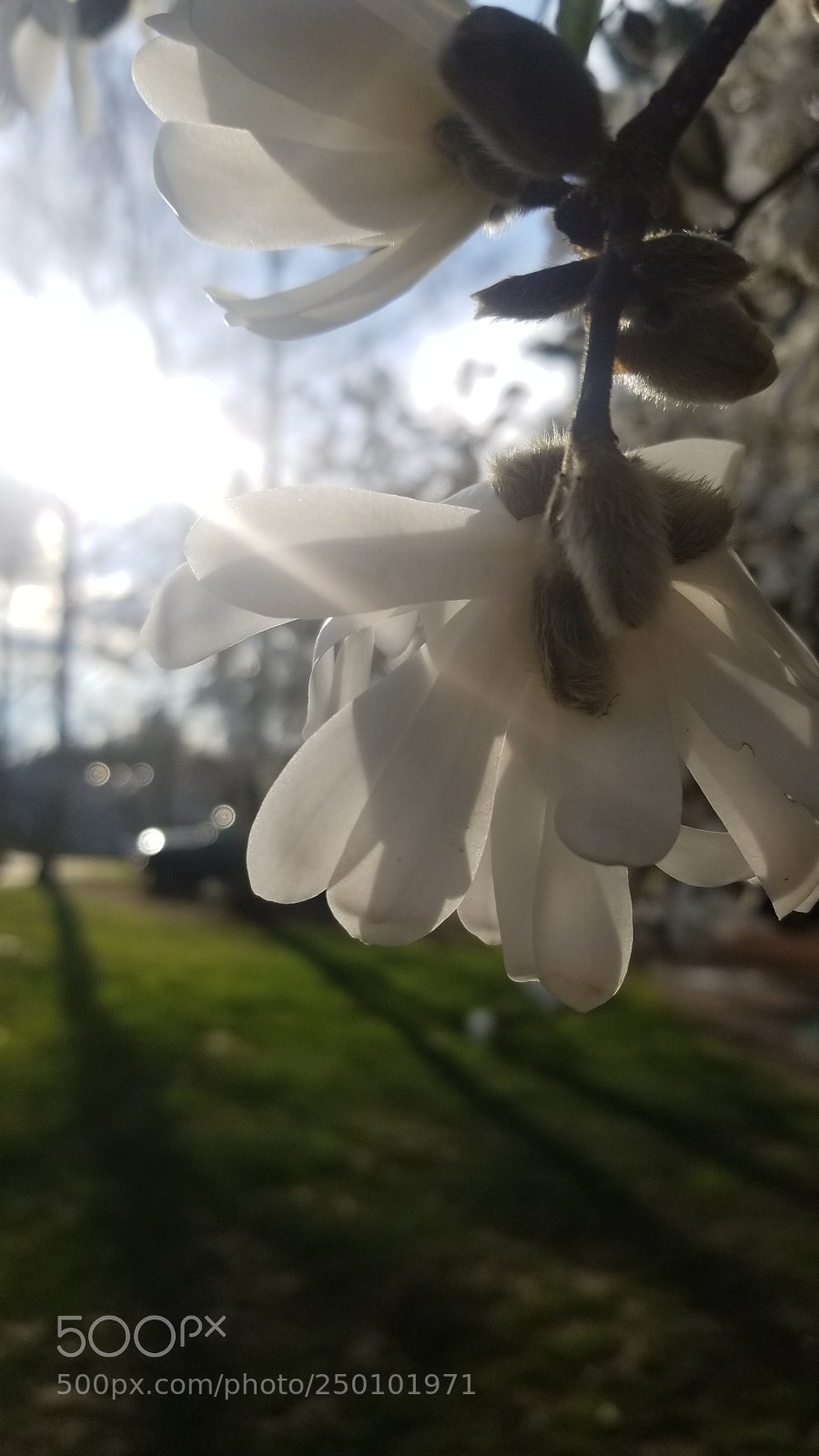 Samsung Galaxy S8 sample photo. Untitled photography