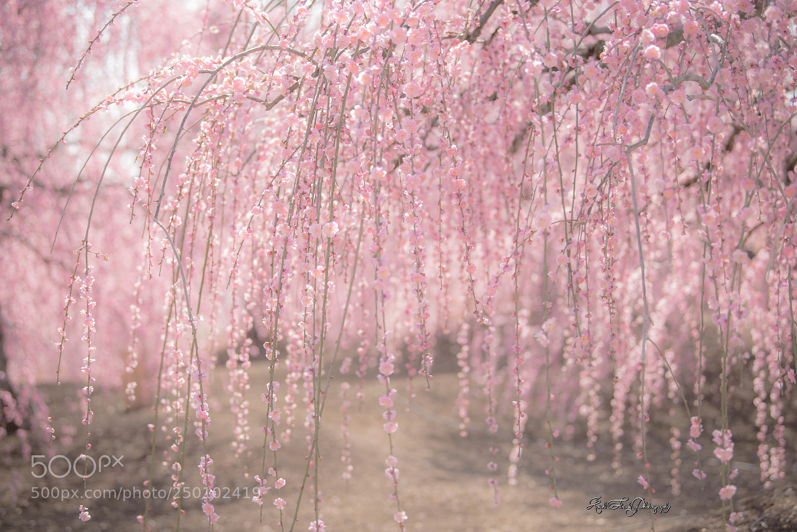 Nikon D810 sample photo. Full bloom photography