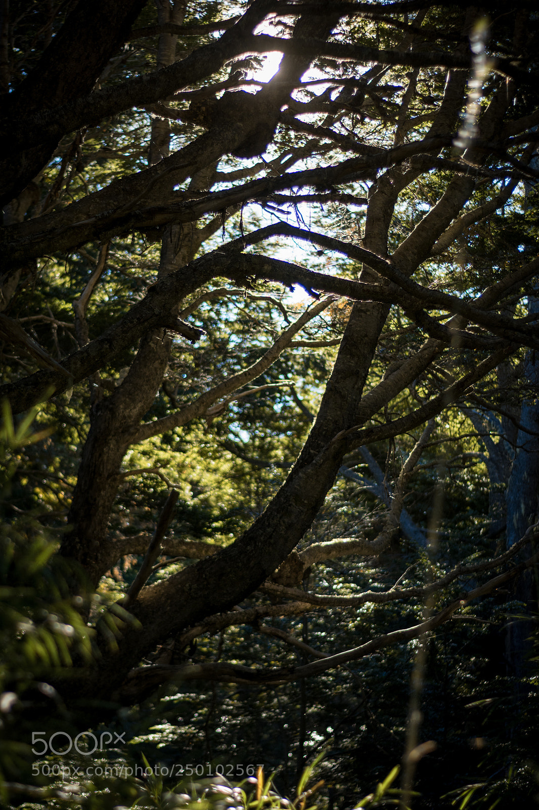 Nikon D3400 sample photo. Just trees and sunlight photography
