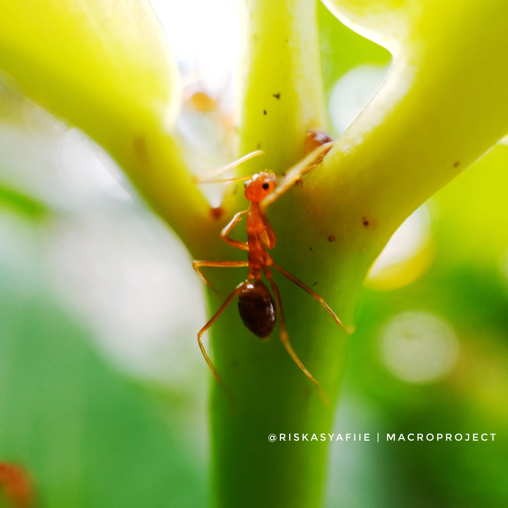 OPPO CPH1723 sample photo. Gymnastic ant photography
