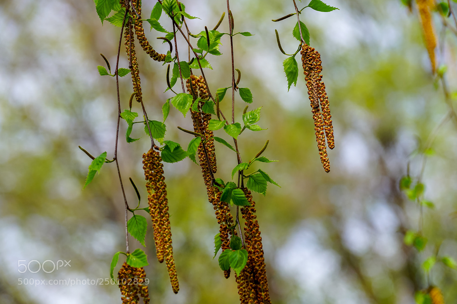 Sony ILCA-77M2 sample photo. Spring etude with a photography