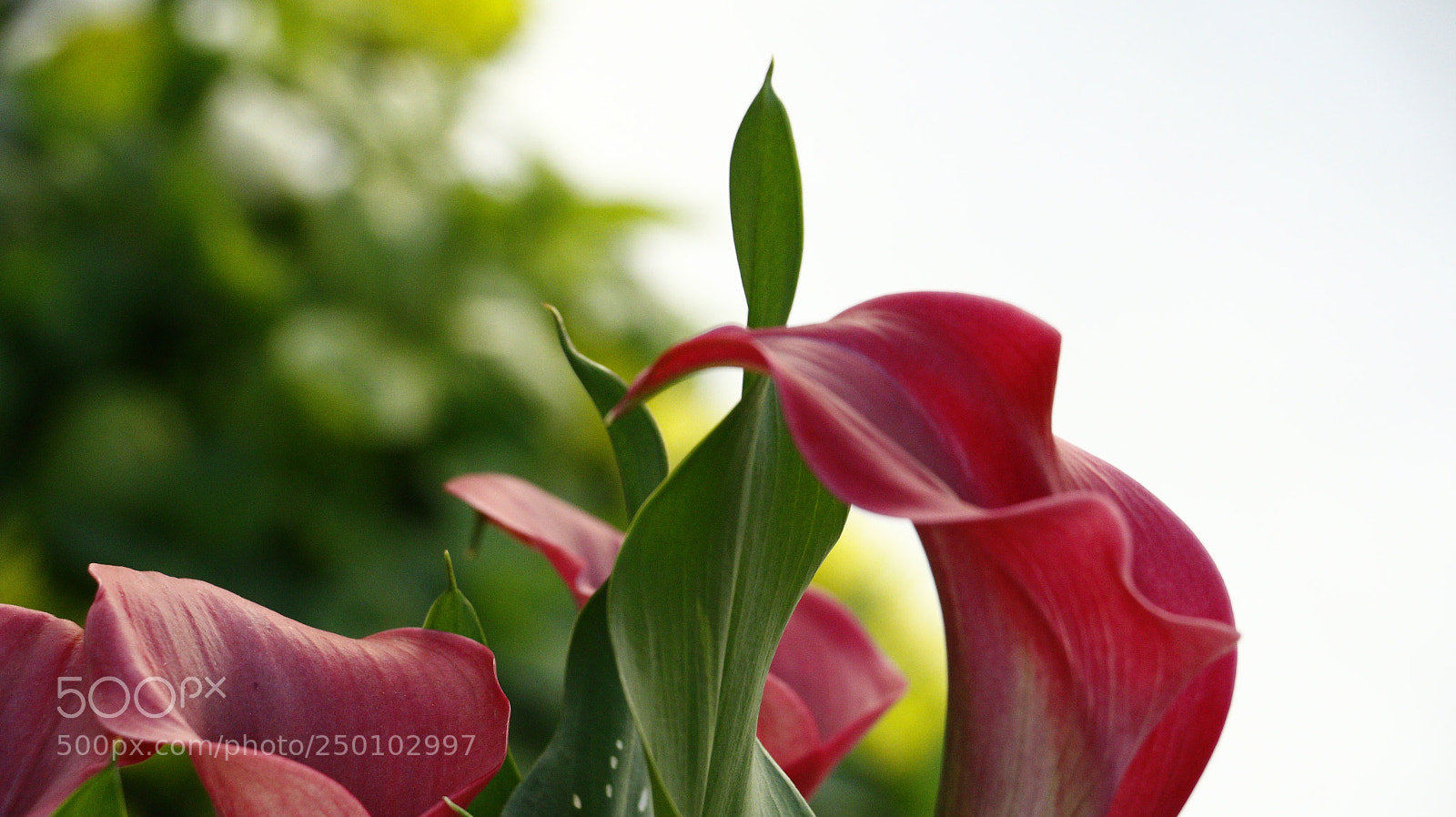 Canon EOS 70D sample photo. Outstanding photography