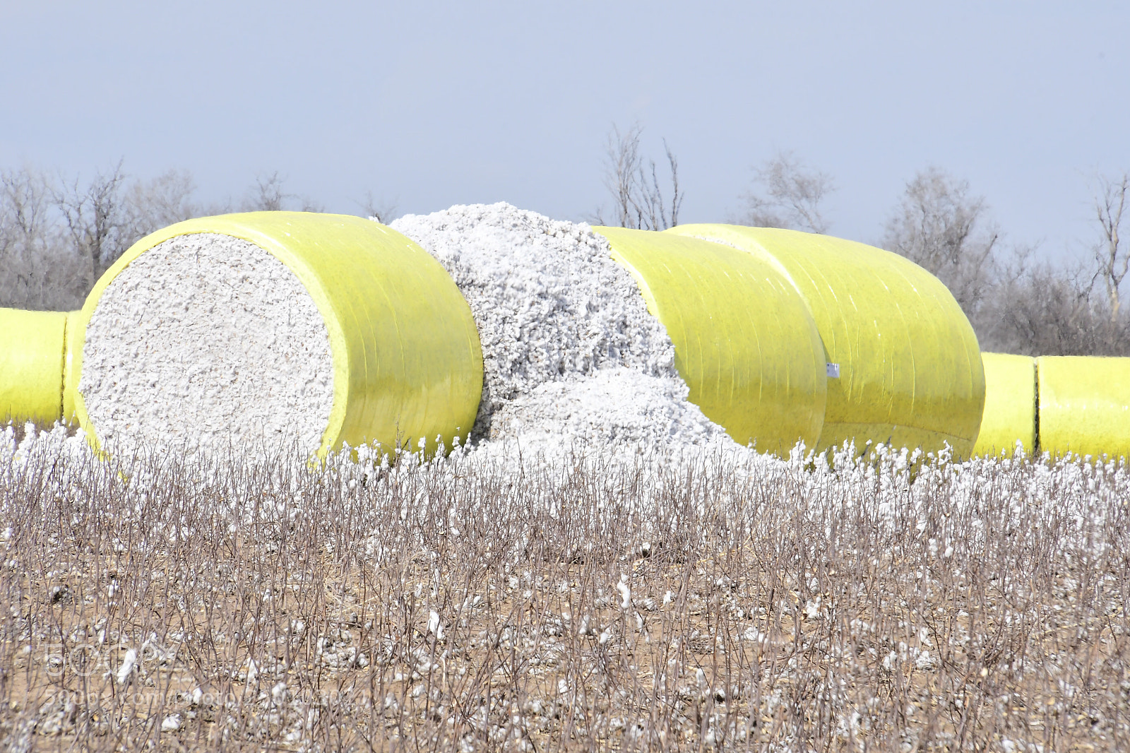 Nikon D500 sample photo. Cotton in kansas  photography