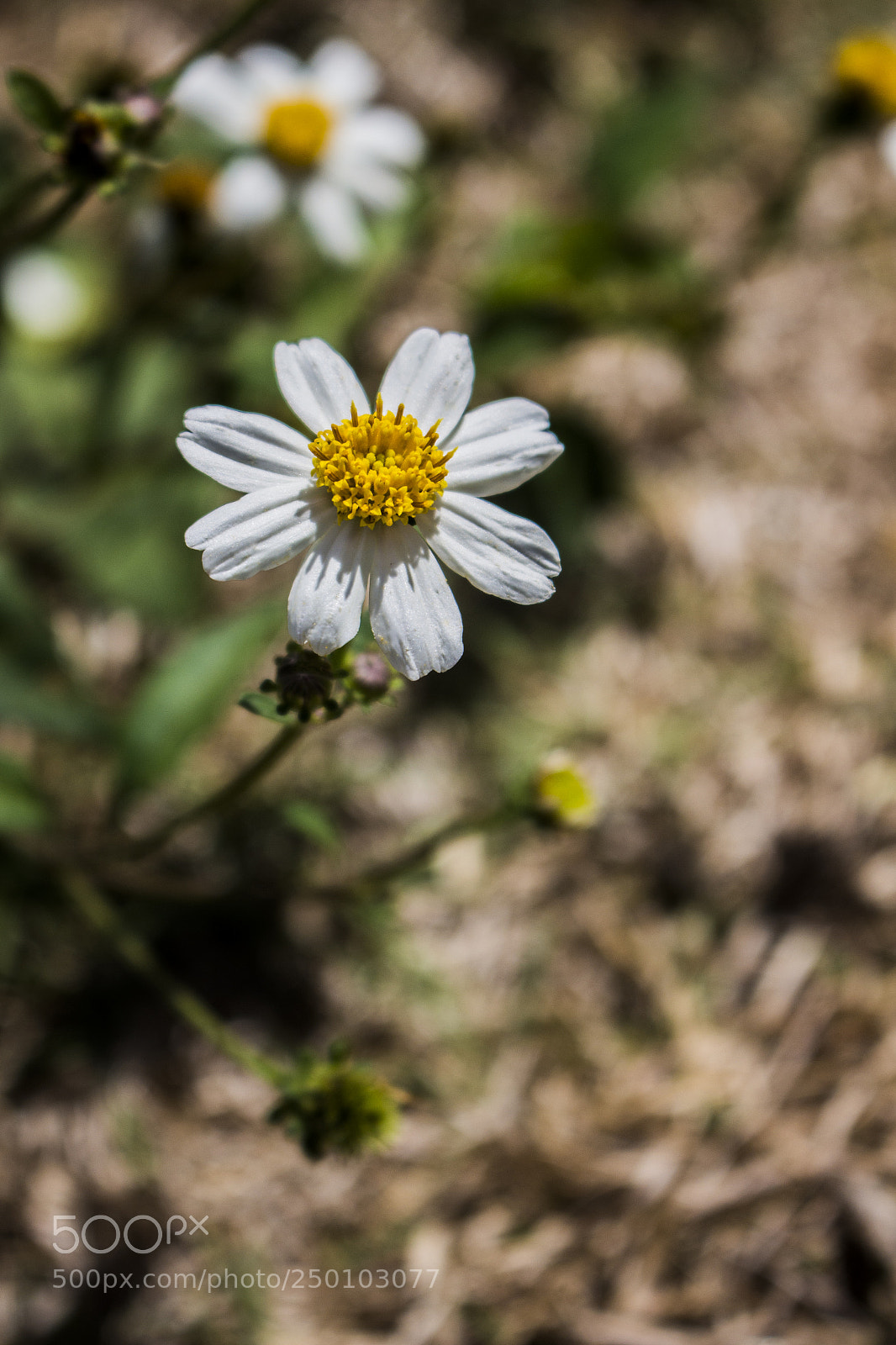 Canon EOS 700D (EOS Rebel T5i / EOS Kiss X7i) sample photo. Fglor photography