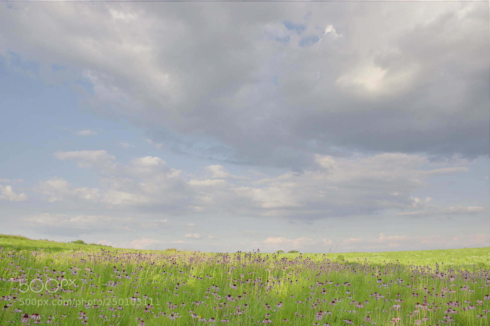 Canon EOS 600D (Rebel EOS T3i / EOS Kiss X5) sample photo. Field of coneflowers photography