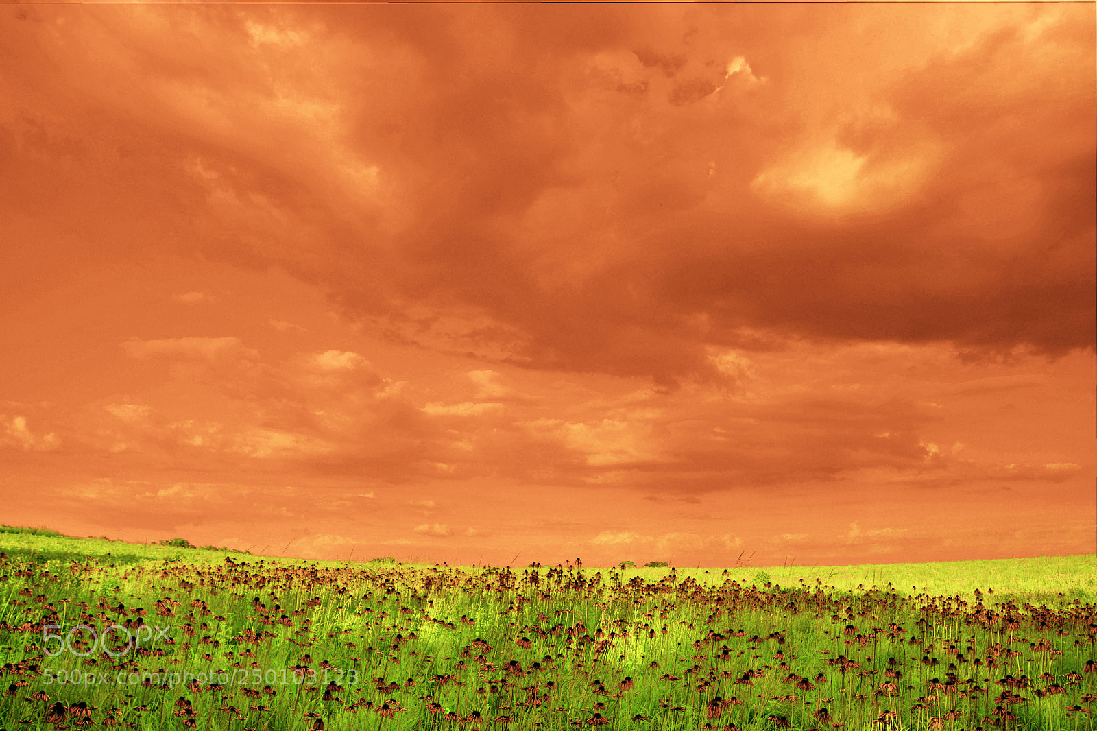 Canon EOS 600D (Rebel EOS T3i / EOS Kiss X5) sample photo. Field of coneflowers-infrared 1 photography