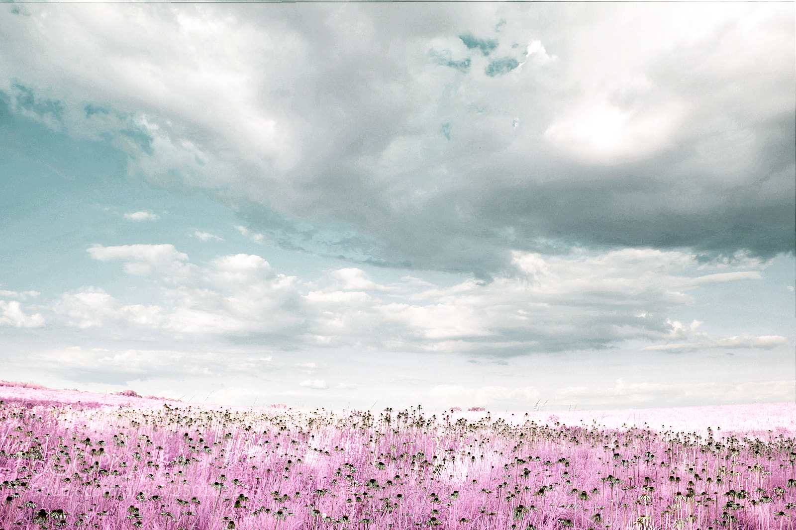 Canon EOS 600D (Rebel EOS T3i / EOS Kiss X5) sample photo. Field of coneflowers-infrared 2 photography
