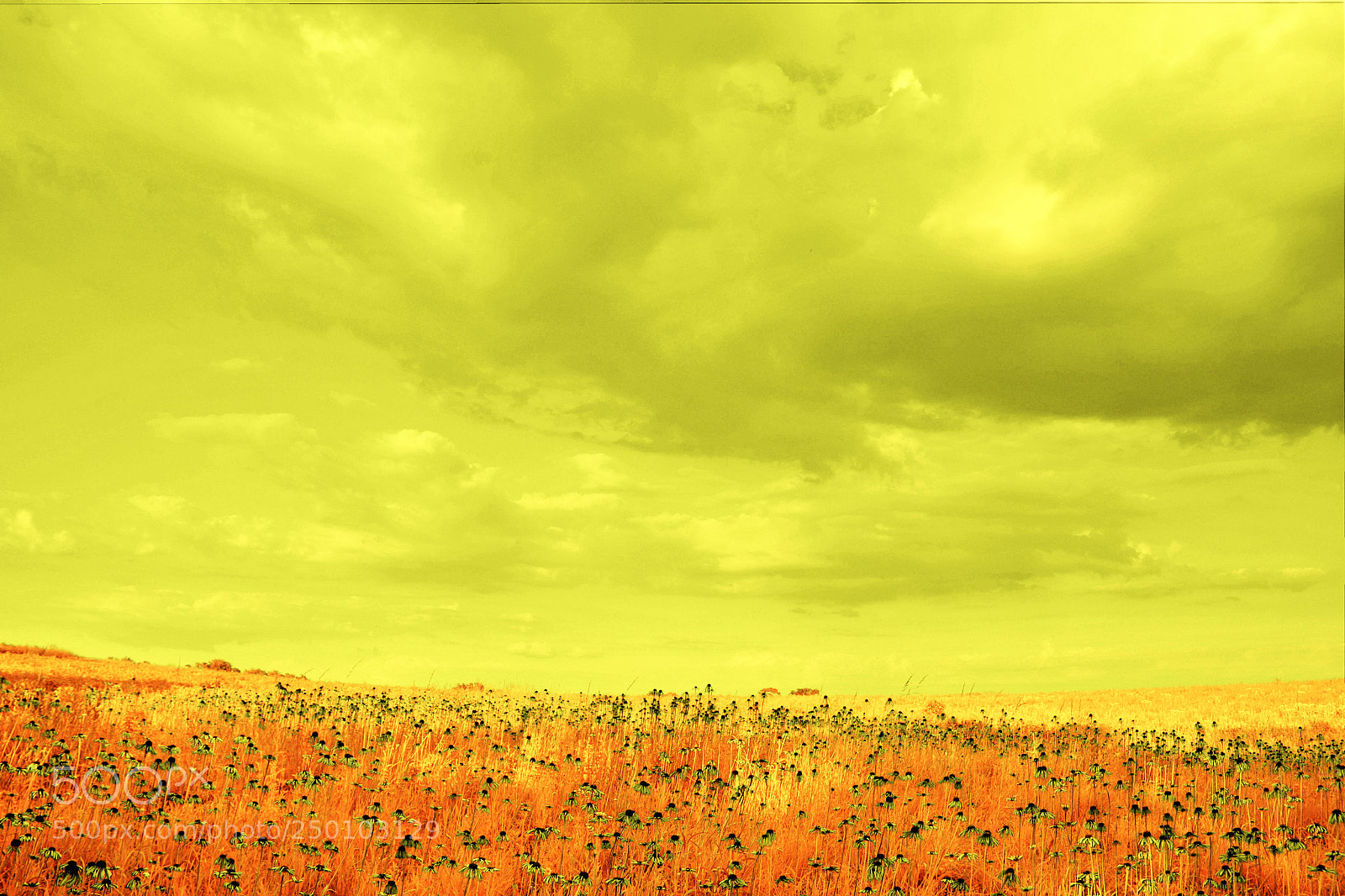 Canon EOS 600D (Rebel EOS T3i / EOS Kiss X5) sample photo. Field of coneflowers-infrared 4 photography