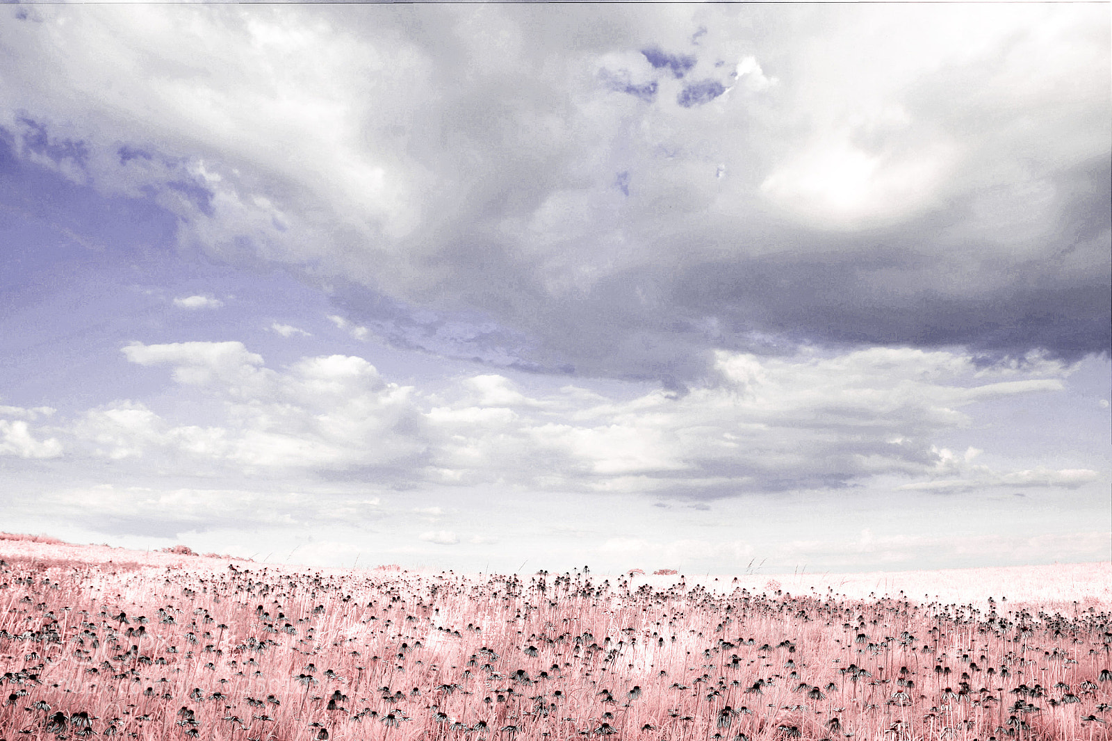 Canon EOS 600D (Rebel EOS T3i / EOS Kiss X5) sample photo. Field of coneflowers-infrared 5 photography