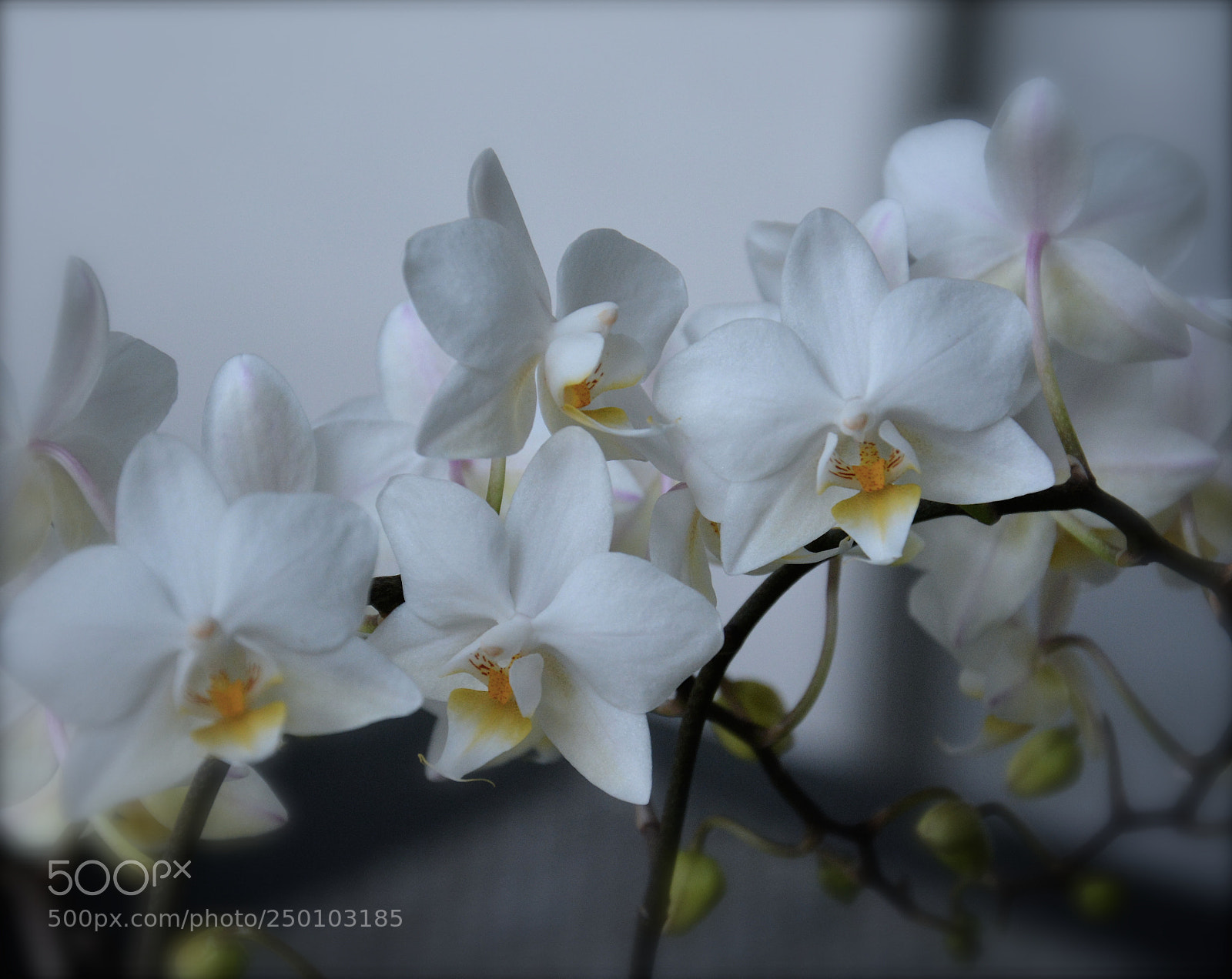 Nikon D7100 sample photo. Orchid photography