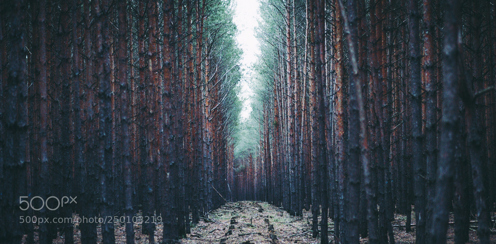 Pentax K-1 sample photo. Narrow path photography