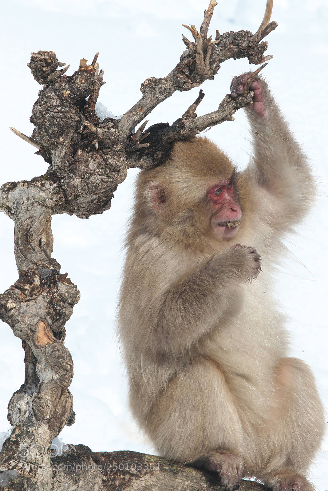 Canon EOS 7D Mark II sample photo. Snow monkey photography