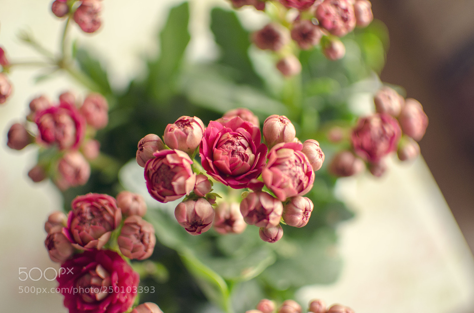 Nikon D7000 sample photo. 花 photography