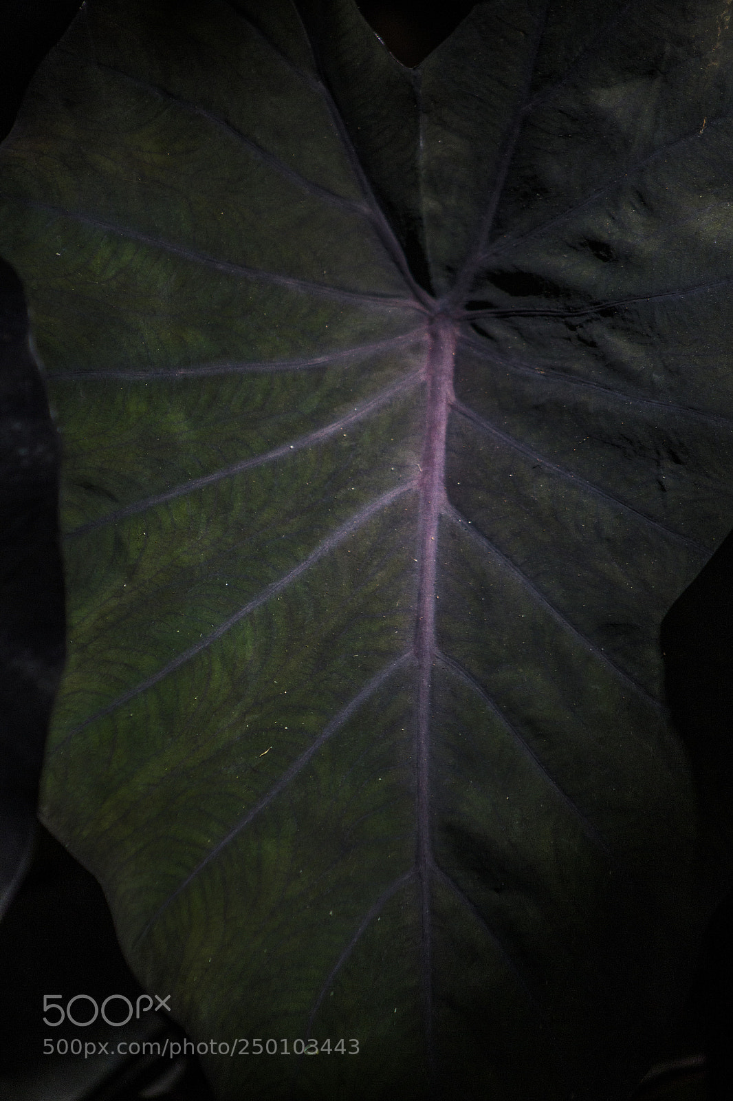 Canon EOS 700D (EOS Rebel T5i / EOS Kiss X7i) sample photo. Black magic photography