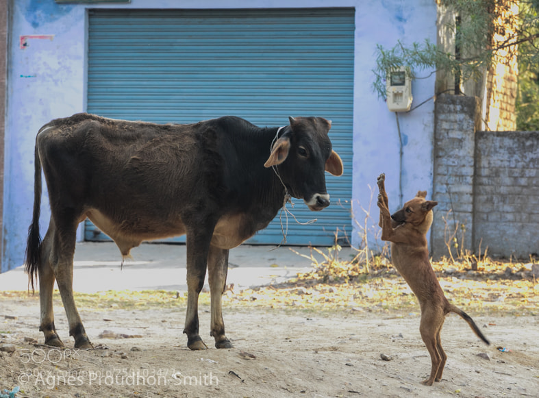 Canon EOS 5D Mark IV sample photo. Mathura, india photography