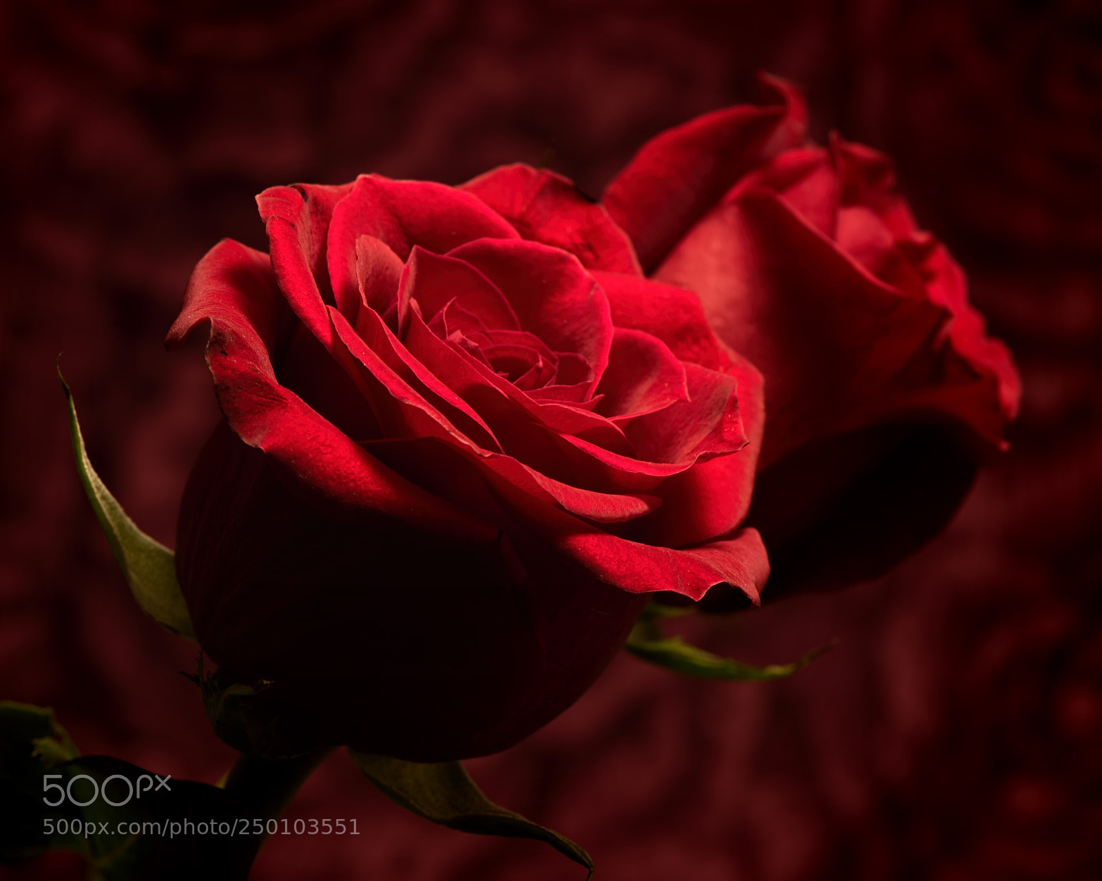 Nikon D810 sample photo. Red rose 1108 photography