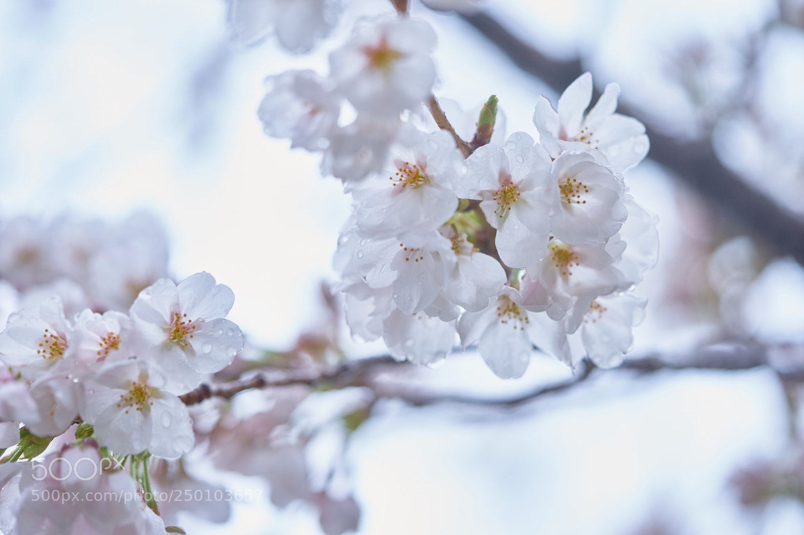 Sony a7 sample photo. Flowers 6257 photography