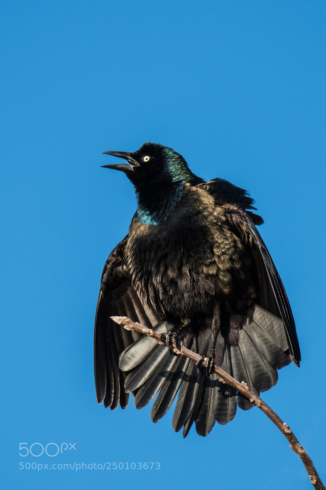 Nikon D850 sample photo. Grackle photography