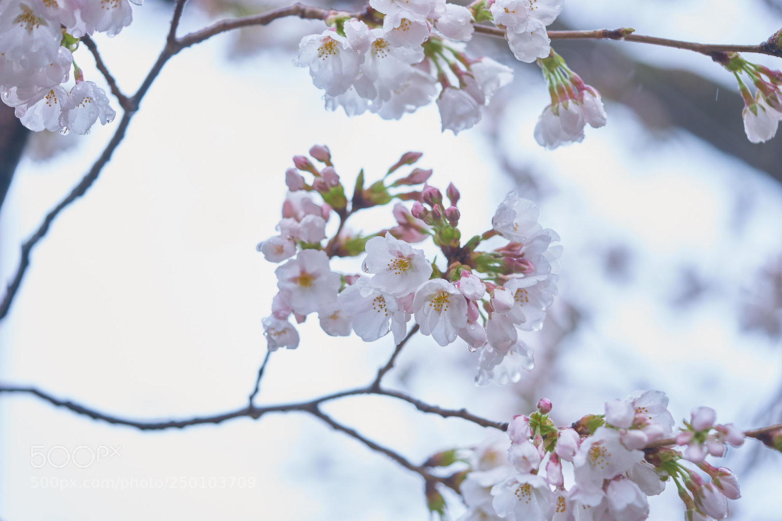 Sony a7 sample photo. Flowers 6258 photography