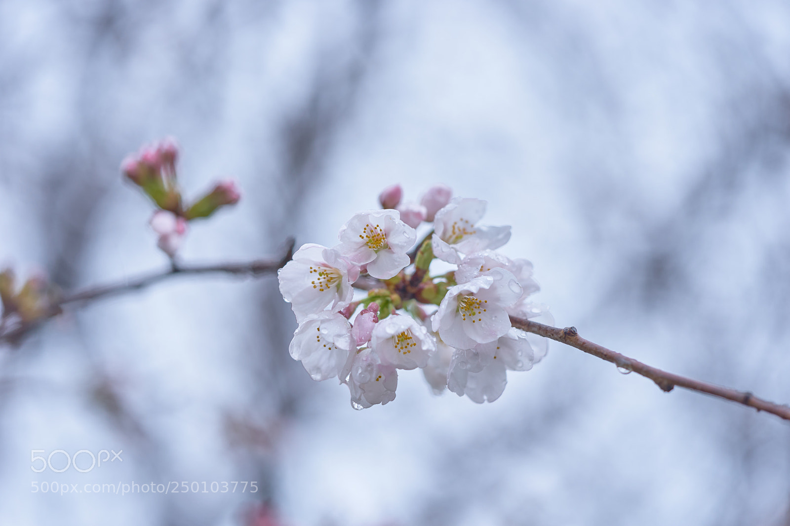 Sony a7 sample photo. Flowers 6259 photography