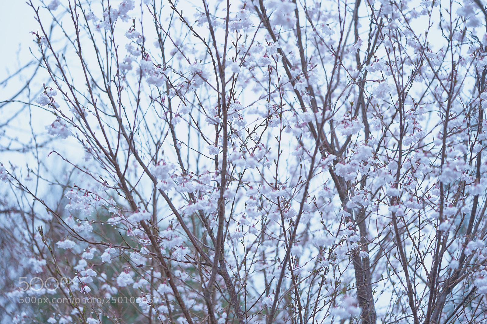 Sony a7 sample photo. Flowers 6260 photography