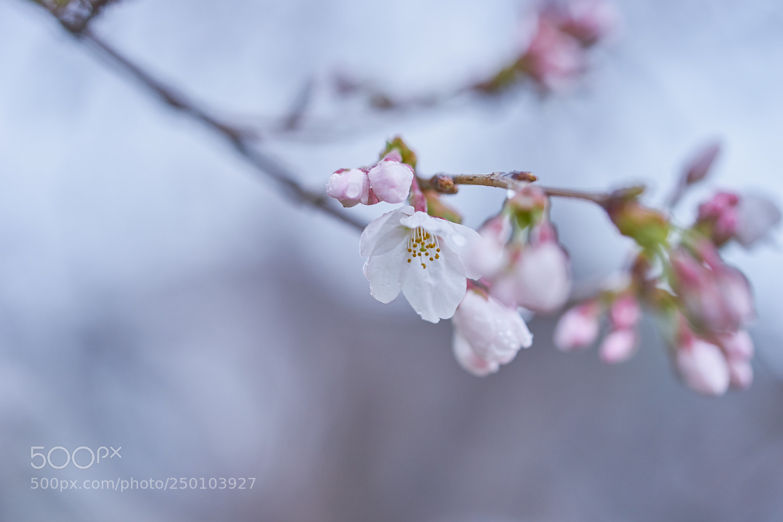 Sony a7 sample photo. Flowers 6261 photography