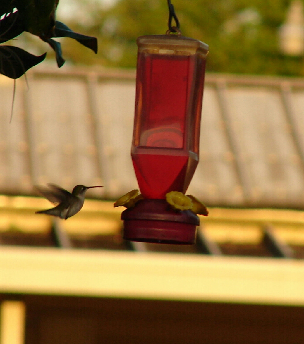 Sony DSC-H1 sample photo. Hummingbird photography