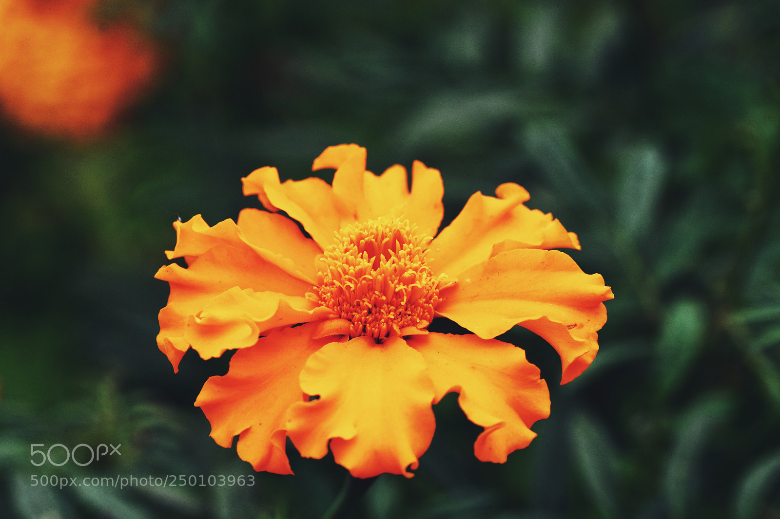 Nikon D7100 sample photo. Untitled photography
