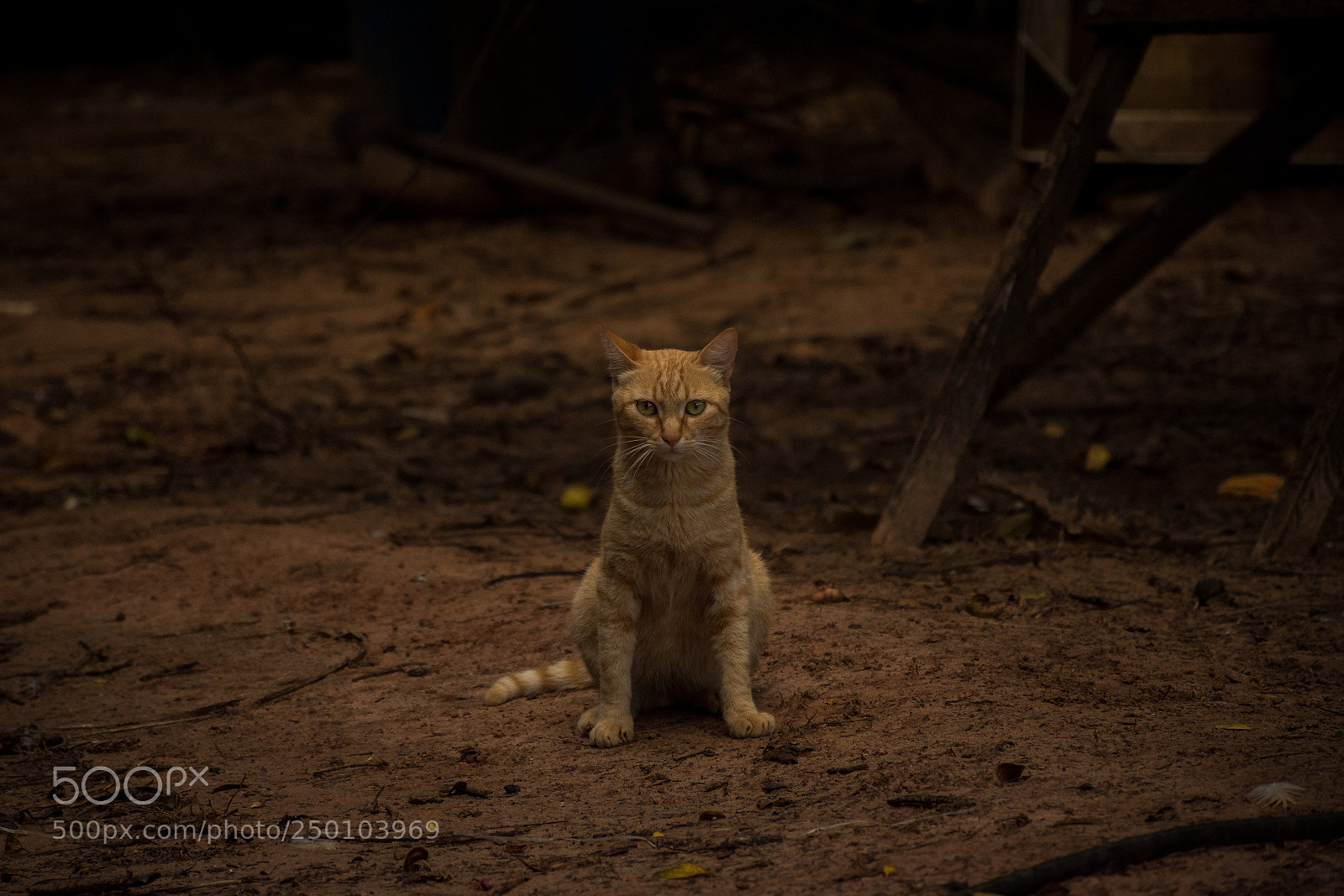 Nikon D7200 sample photo. Cat facing photography