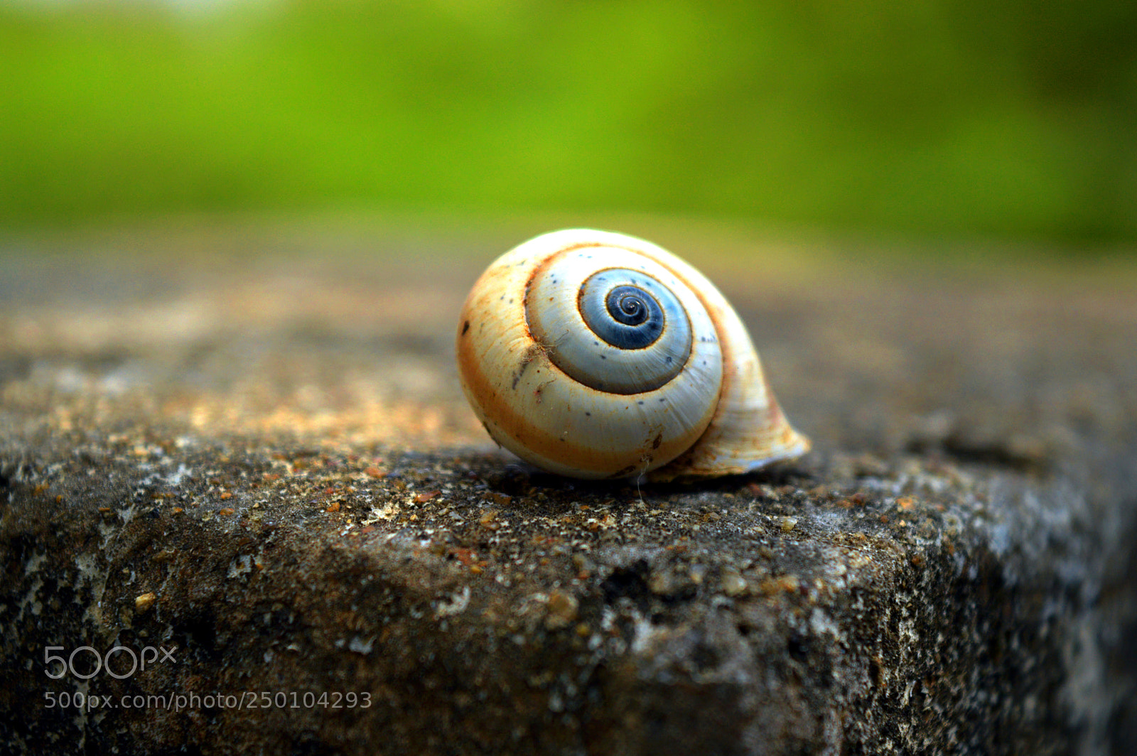 Nikon D3200 sample photo. Seashell photography