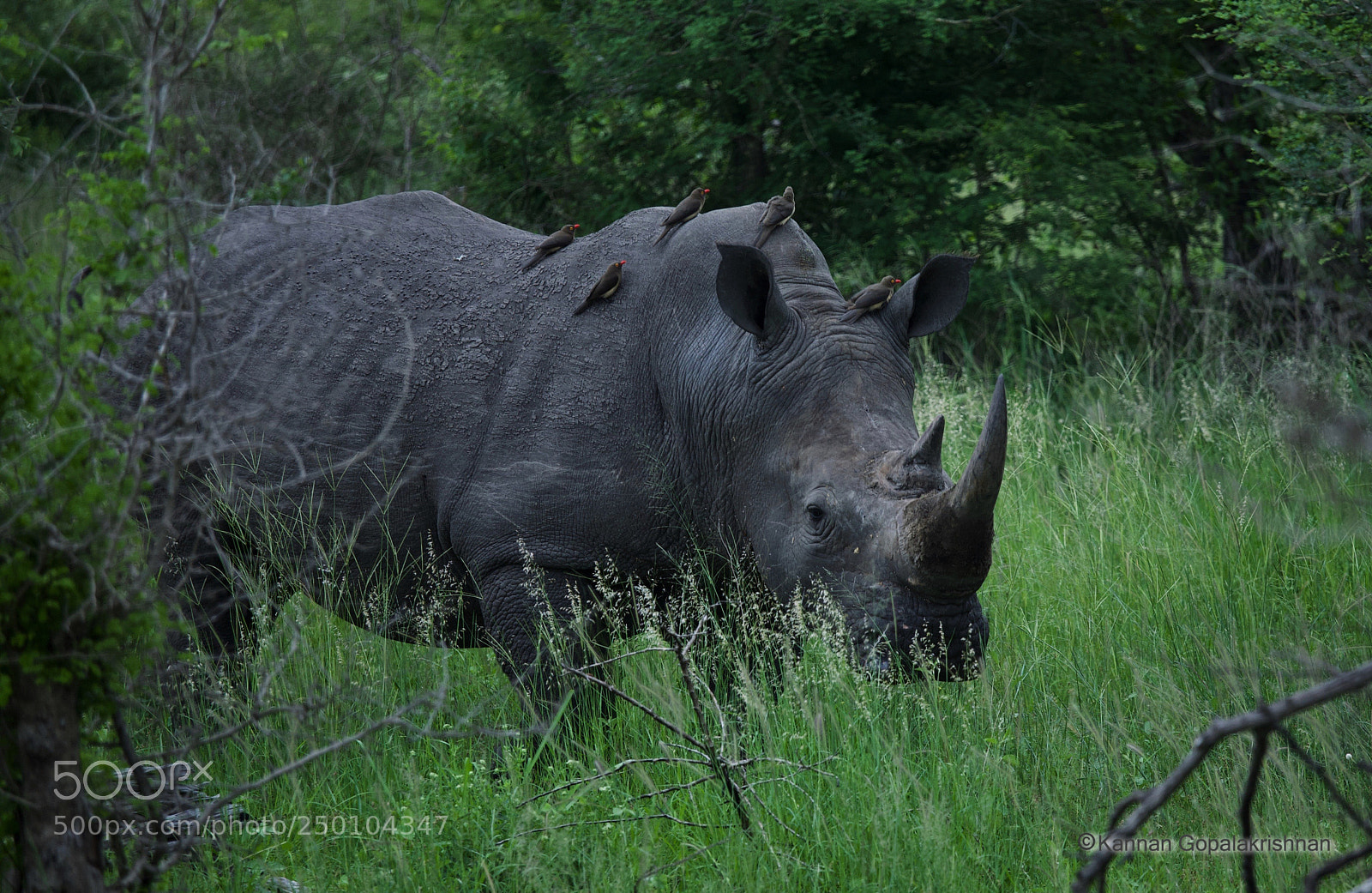 Canon EOS 5D sample photo. South african rhino photography
