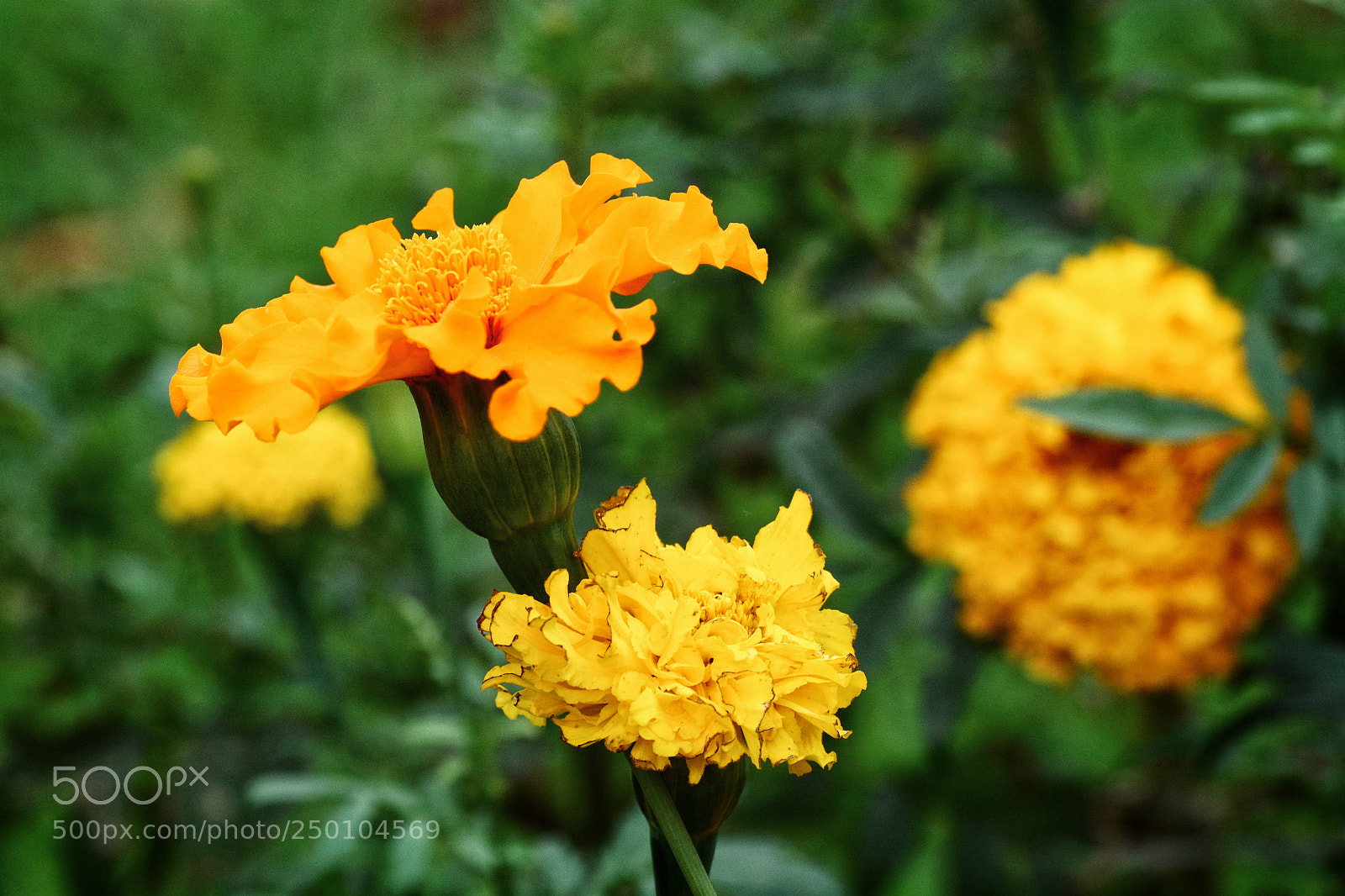 Nikon D7100 sample photo. Untitled photography