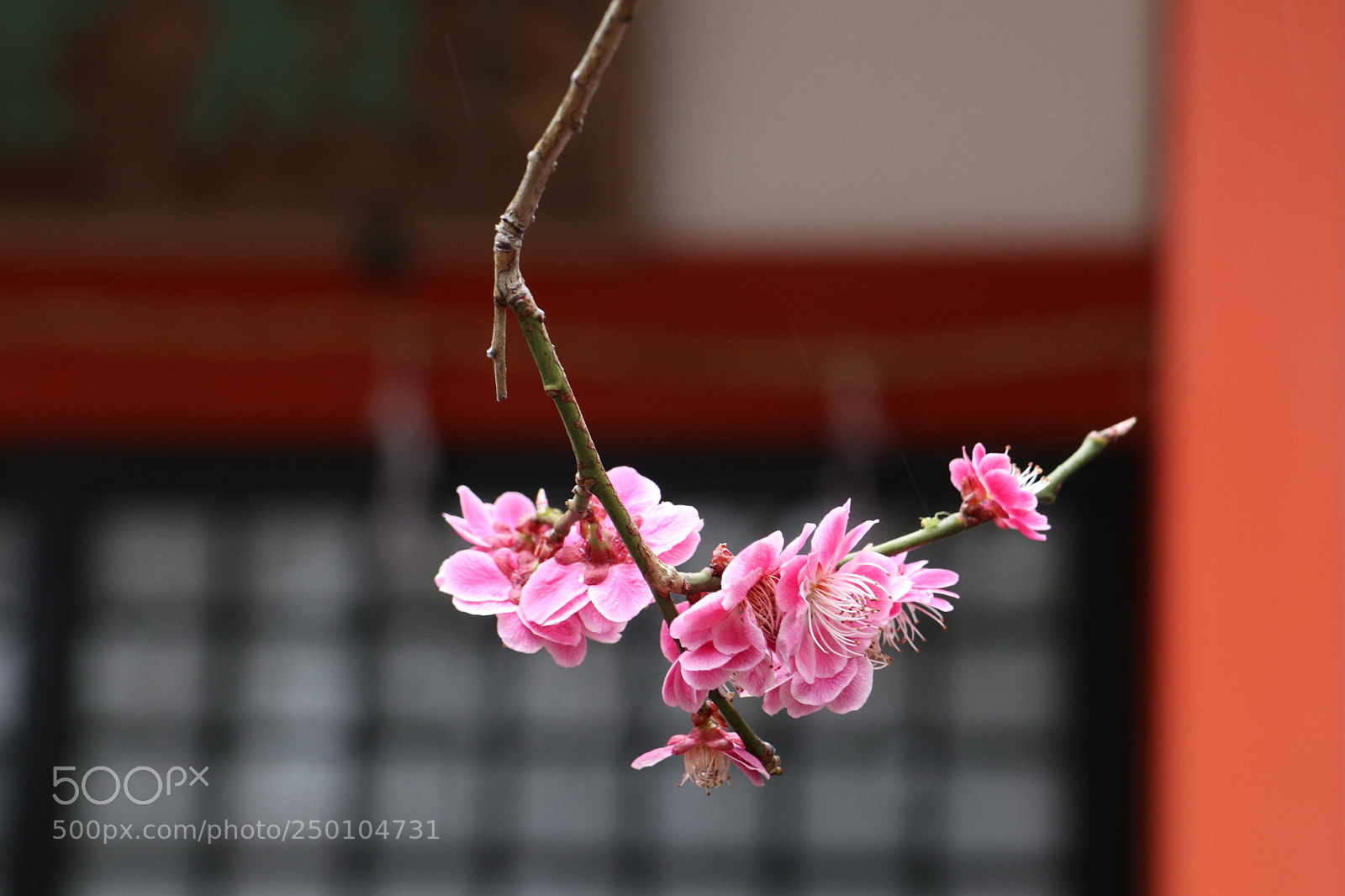 Canon EOS M6 sample photo. Untitled photography