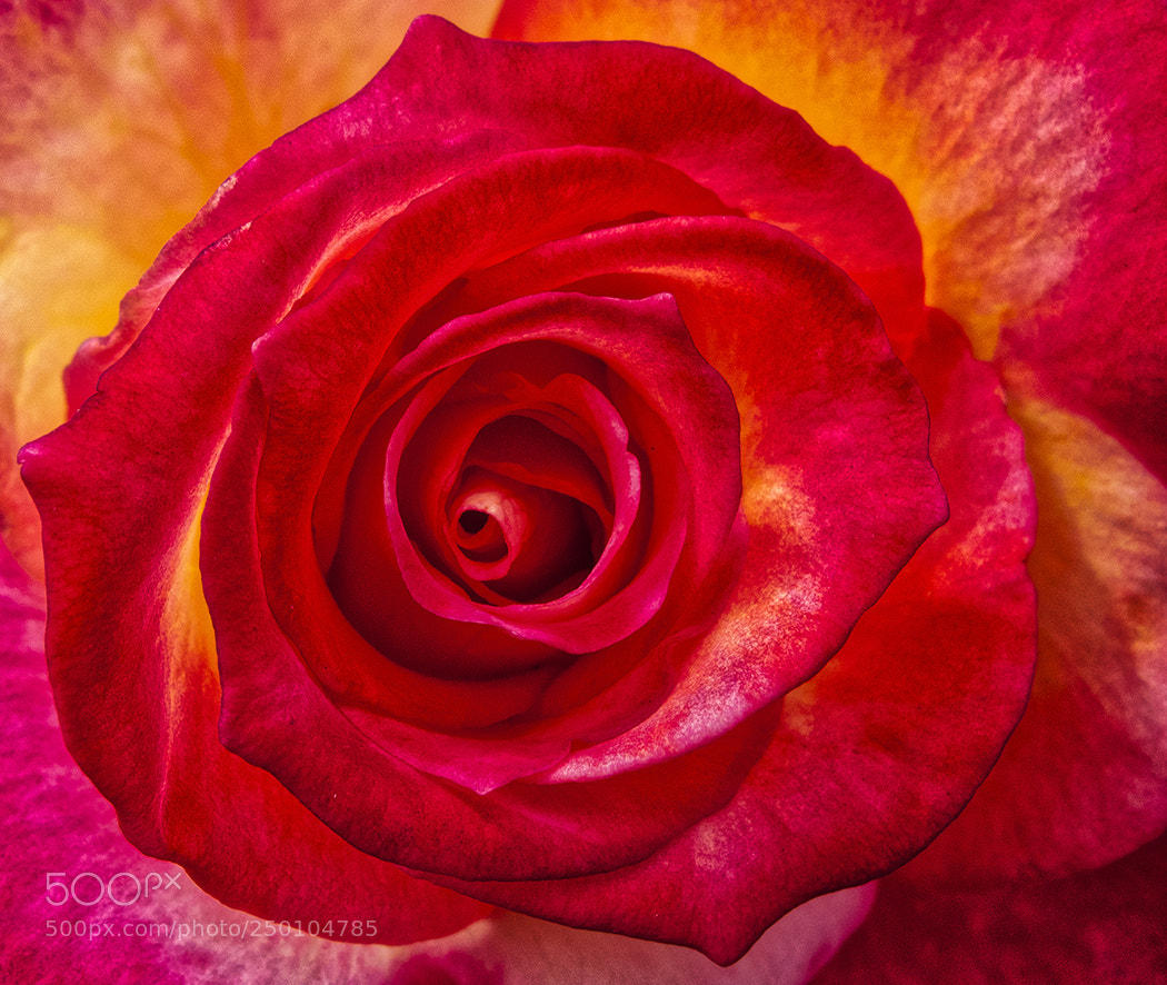 Canon PowerShot G10 sample photo. Intense red rose photography
