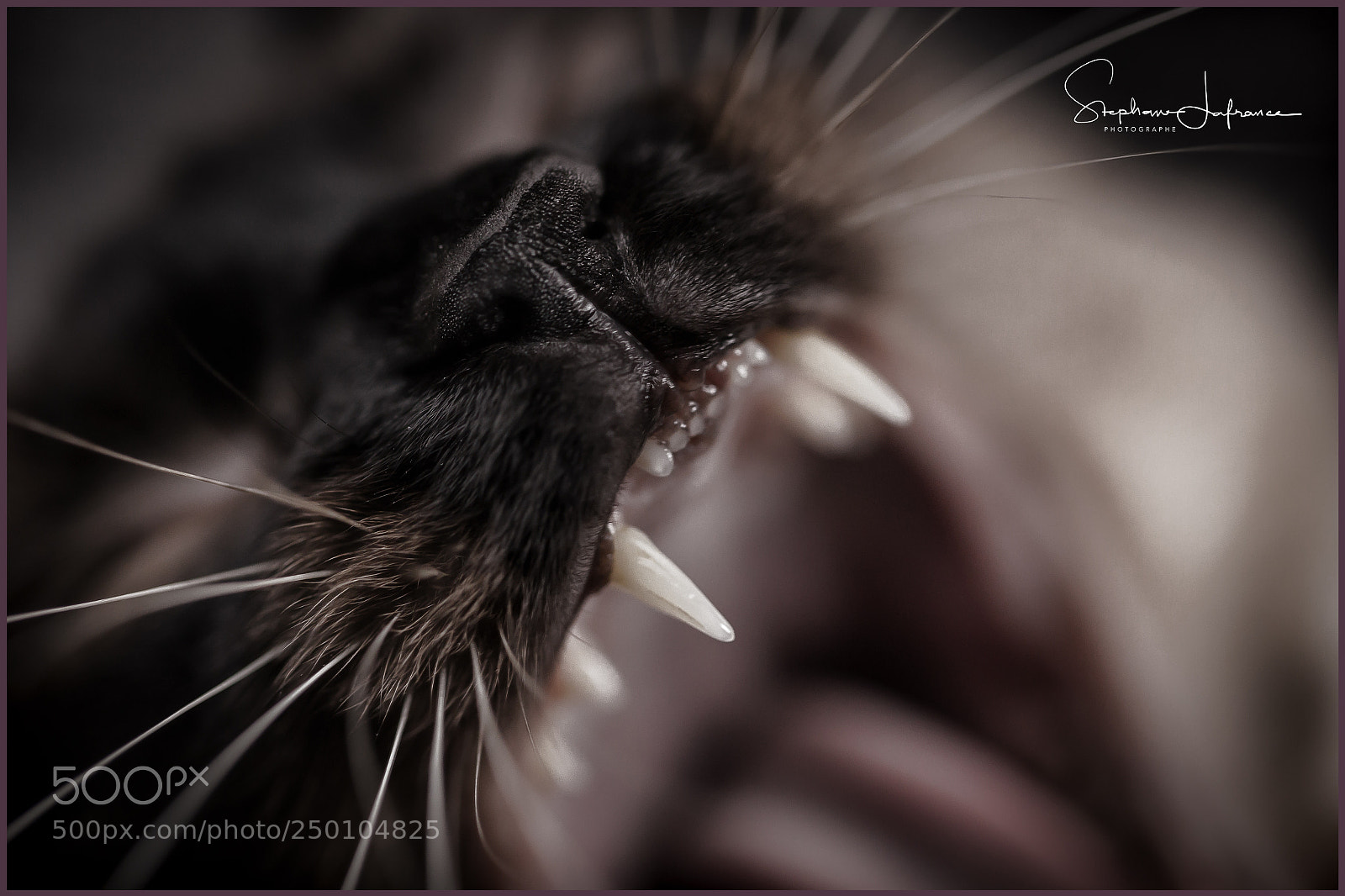 Canon EOS-1D X Mark II sample photo. Defi photography